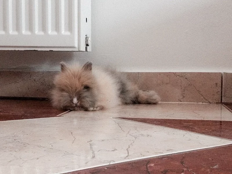 Zakrslý teddy králíček